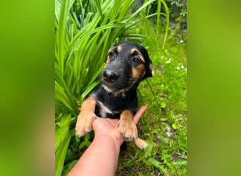 Tilli, geboren 08.02.2026, 26cm sucht ihre Chance