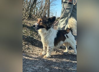 Aldo, geboren 20.02.2024, 34cm sucht seine Menschen