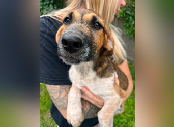 Toto, geboren 08.02.2026,30cm sucht sein Zuhause