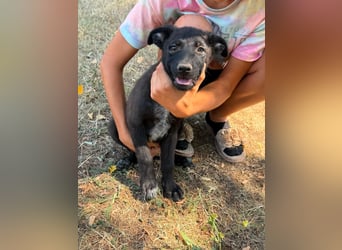 Diablo, geboren 25.05.2026, 32cm sucht seine Chance