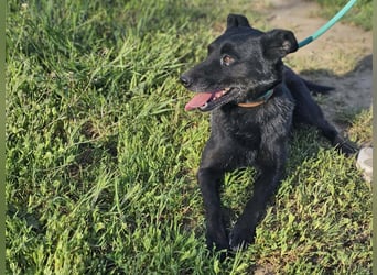 Eben, geboren 01.03.2022, 40cm sucht ihr Körbchen