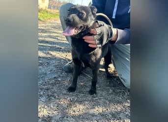 Ajna, geboren 06.2024, 39cm sucht ihr Zuhause