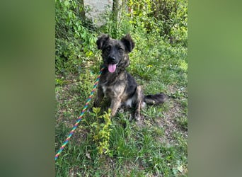 Nina, geb. 04.2025, 33cm sucht ihr Zuhause