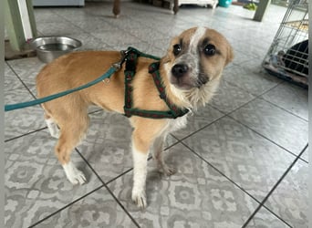 Mandy, geboren 05.11.2025, 35cm sucht ihr Glück