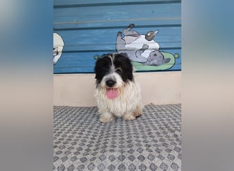 Nala sucht ihr Für-immer-Zuhause oder eine Pflegestelle