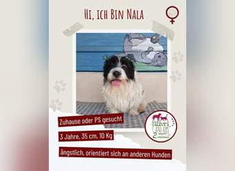Nala sucht ihr Für-immer-Zuhause oder eine Pflegestelle