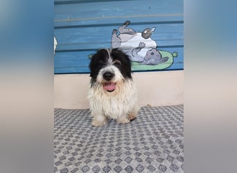 Nala sucht ihr Für-immer-Zuhause oder eine Pflegestelle