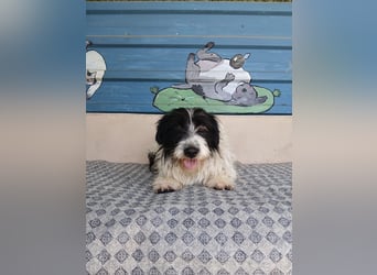 Nala sucht ihr Für-immer-Zuhause oder eine Pflegestelle