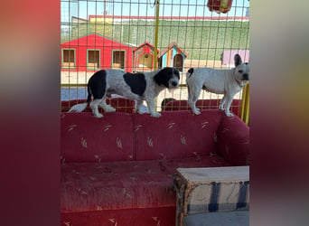 Nala sucht ihr Für-immer-Zuhause oder eine Pflegestelle