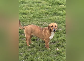 Süße Bailey sucht ein Zuhause