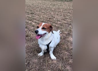 Sanfte Sally sucht liebevolles, ruhiges Zuhause