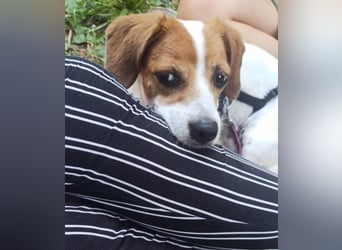 Sanfte Sally sucht liebevolles, ruhiges Zuhause