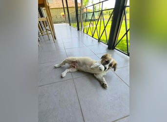 Nukka ist bereit für sein Forever Home