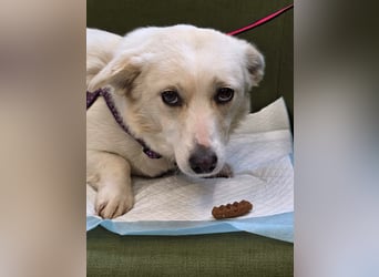 Popi braucht endlich ein Forever Home