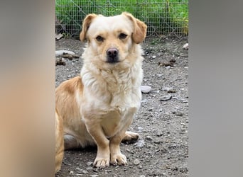 Papillon ist bereit für ein neues Leben