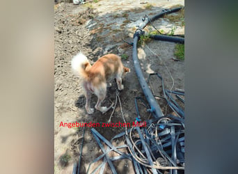 Terrier-Mix Ghecco hatte Glück im Unglück – jetzt fehlt nur noch sein Happy End