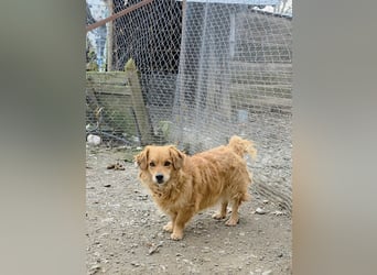 Ariel, mutiges Mädchen mit großem Herz