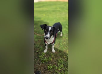 Tiva – fröhlich, klug und voller Lebenslust :)