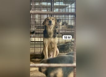 Update Fotos - Notfall - Er braucht dringend ein Zuhause oder eine Pflegestelle