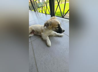 Nukka ist bereit für sein Forever Home