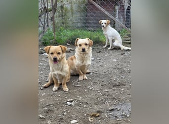 Papillon ist bereit für ein neues Leben