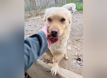 Papillon ist bereit für ein neues Leben