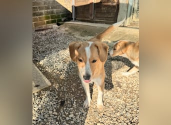 Paul - ein Herz auf vier Pfoten