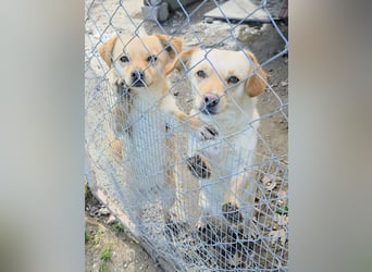 Papillon ist bereit für ein neues Leben