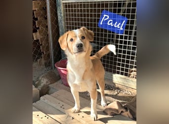 Paul - ein Herz auf vier Pfoten