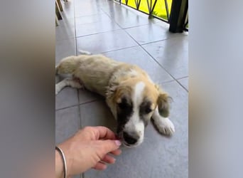 Nukka ist bereit für sein Forever Home