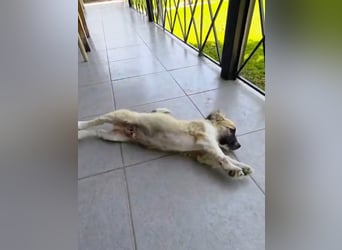 Nukka ist bereit für sein Forever Home