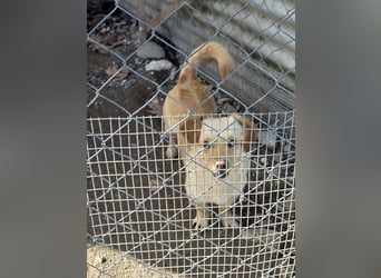 Papillon ist bereit für ein neues Leben