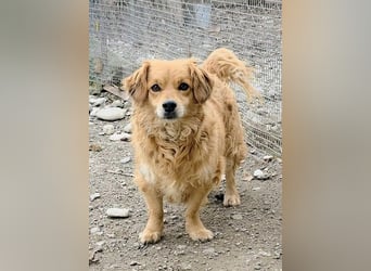 Ariel, mutiges Mädchen mit großem Herz