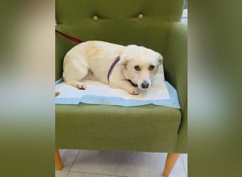 Popi braucht endlich ein Forever Home