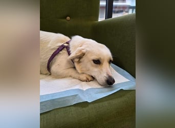 Popi braucht endlich ein Forever Home