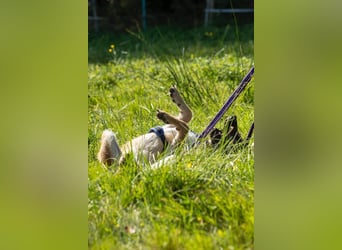 Tino – tapferer, junger Mischling sucht liebevolles Zuhause