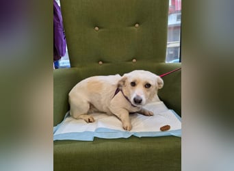 Popi braucht endlich ein Forever Home