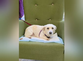 Popi braucht endlich ein Forever Home