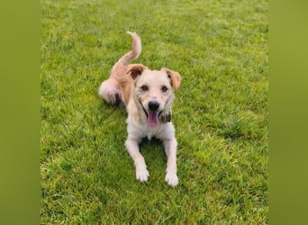 Terrier-Mix Ghecco hatte Glück im Unglück – jetzt fehlt nur noch sein Happy End