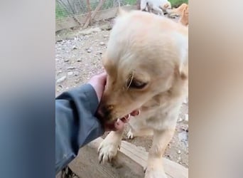 Papillon ist bereit für ein neues Leben