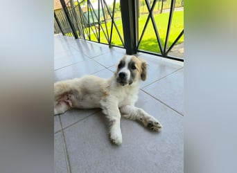 Nukka ist bereit für sein Forever Home