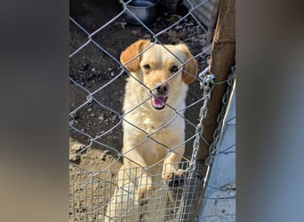 Papillon ist bereit für ein neues Leben