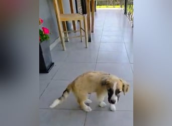 Nukka ist bereit für sein Forever Home