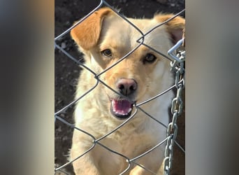 Papillon ist bereit für ein neues Leben