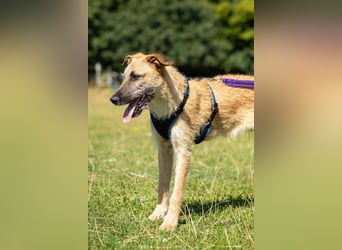 Tino – tapferer, junger Mischling sucht liebevolles Zuhause