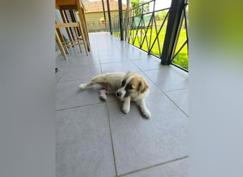 Nukka ist bereit für sein Forever Home