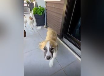 Nukka ist bereit für sein Forever Home