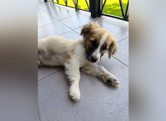 Nukka ist bereit für sein Forever Home