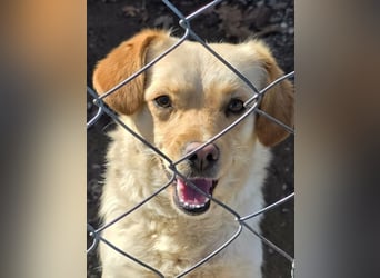 Papillon ist bereit für ein neues Leben