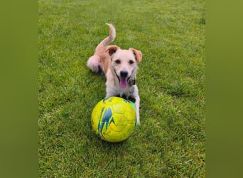Terrier-Mix Ghecco hatte Glück im Unglück – jetzt fehlt nur noch sein Happy End